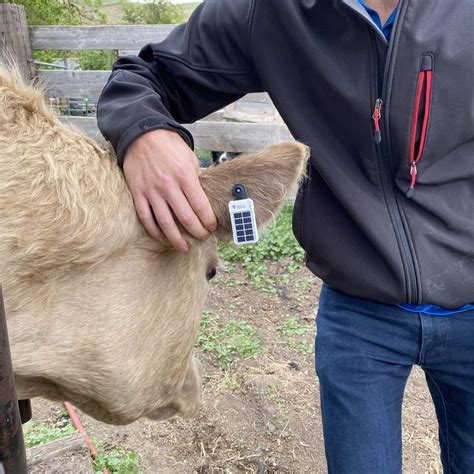 livestock gps ear tags